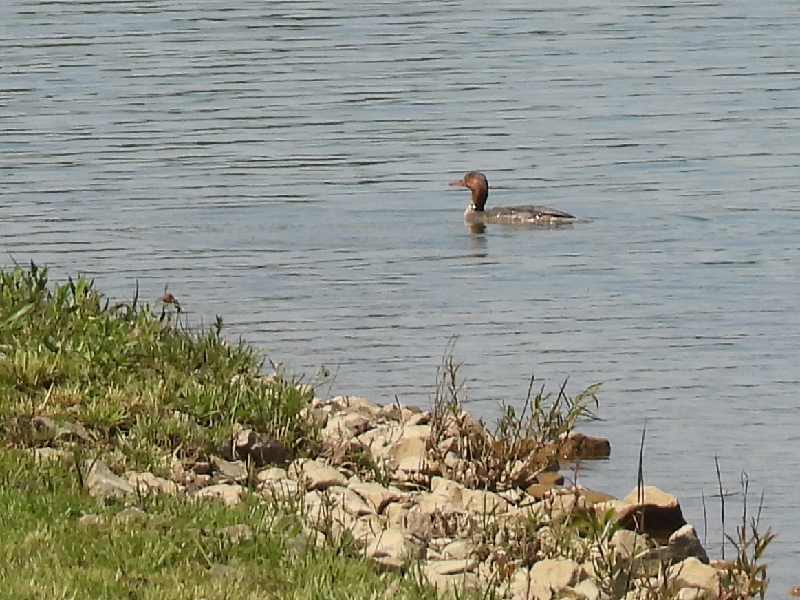 Red-breasted Merganser - ML618358084