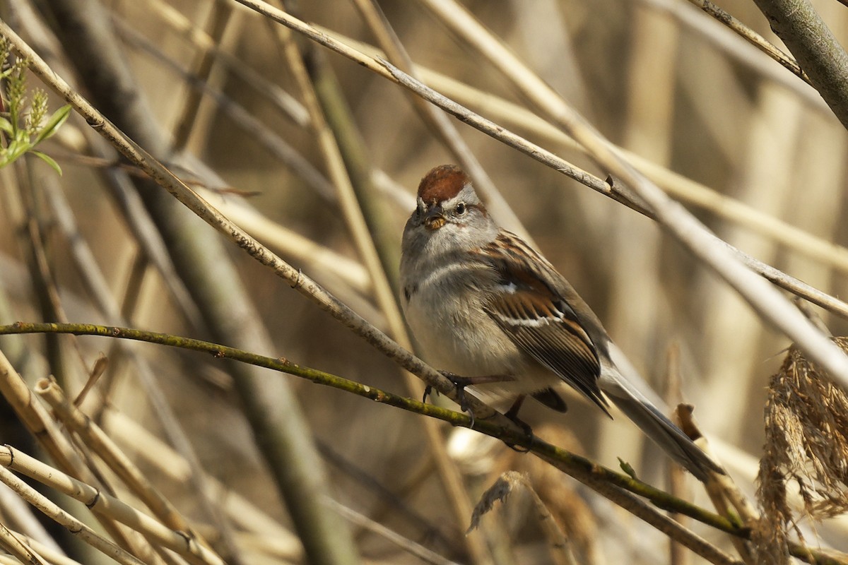 American Tree Sparrow - Michel Letendre