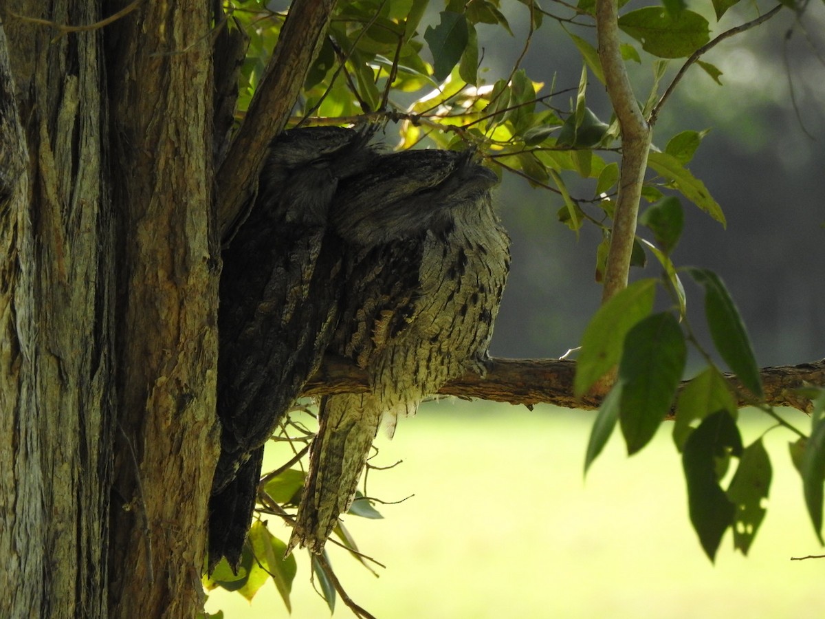 Tawny Frogmouth - ML618358123