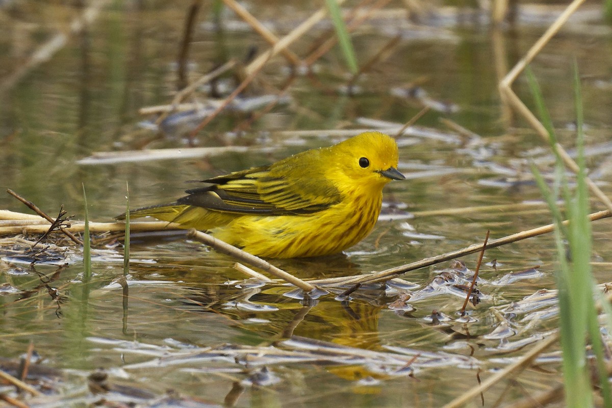 Yellow Warbler - Michel Letendre