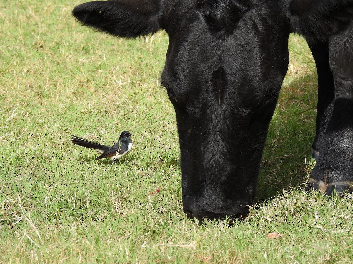 Willie-wagtail - ML618358140