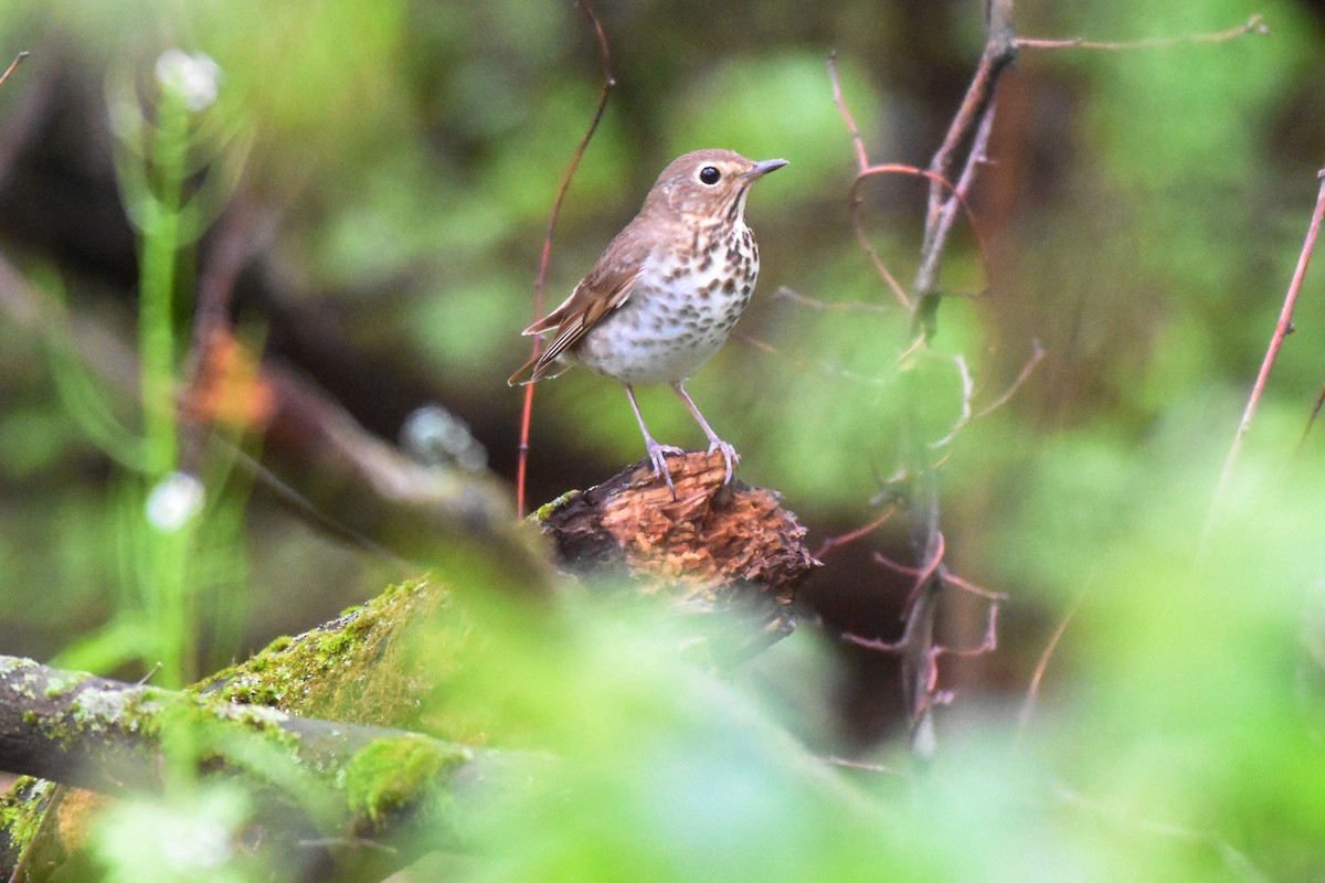 Swainson's Thrush - ML618358155