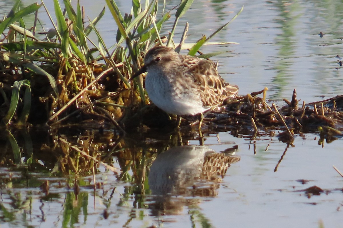 Least Sandpiper - Jonathan Bowser