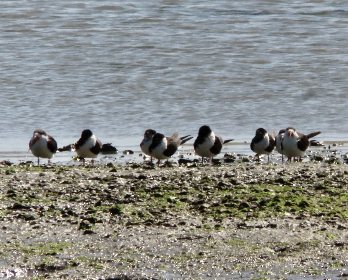 Black Skimmer - ML618358167