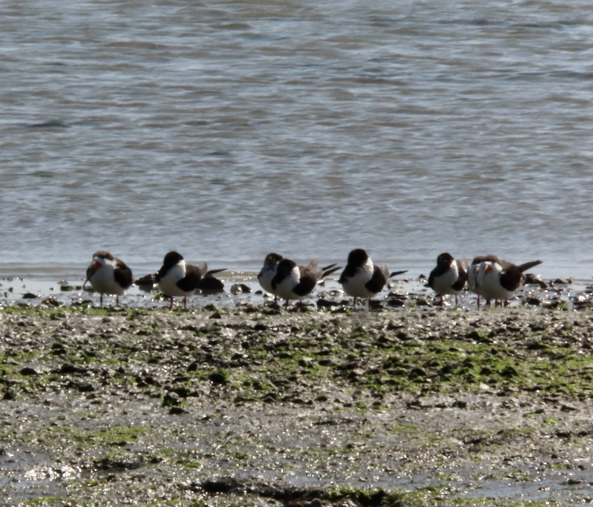 Black Skimmer - George Chrisman