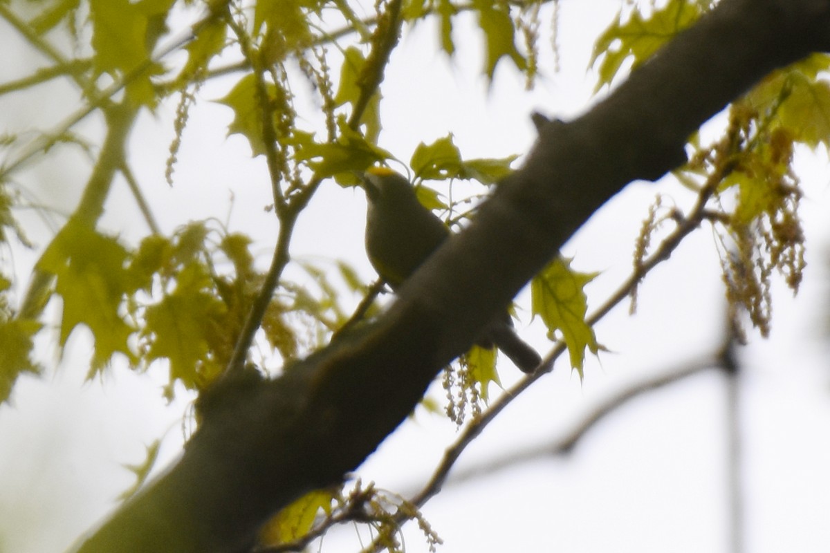 Golden-winged Warbler - ML618358169