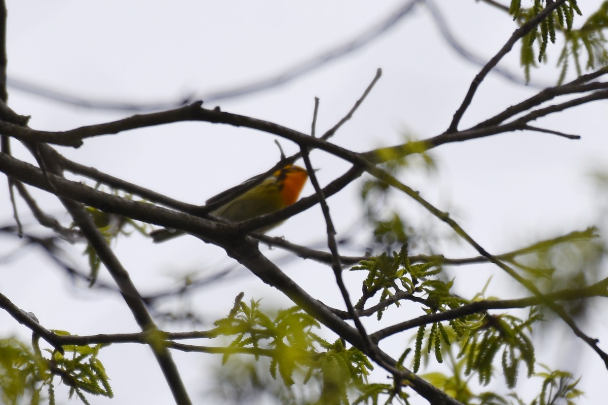 Blackburnian Warbler - Brandon Caswell