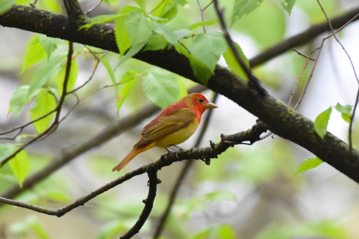 Summer Tanager - Brandon Caswell