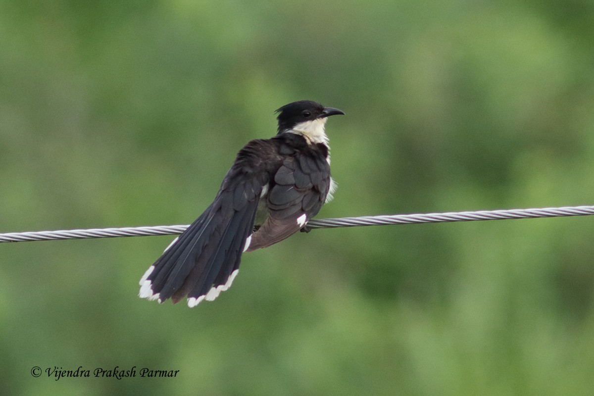 Pied Cuckoo - ML618358206