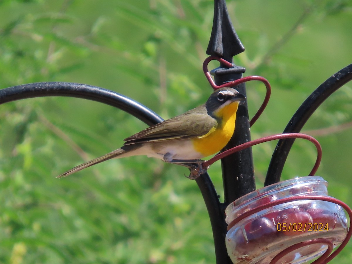 Yellow-breasted Chat - Deborah Lauper