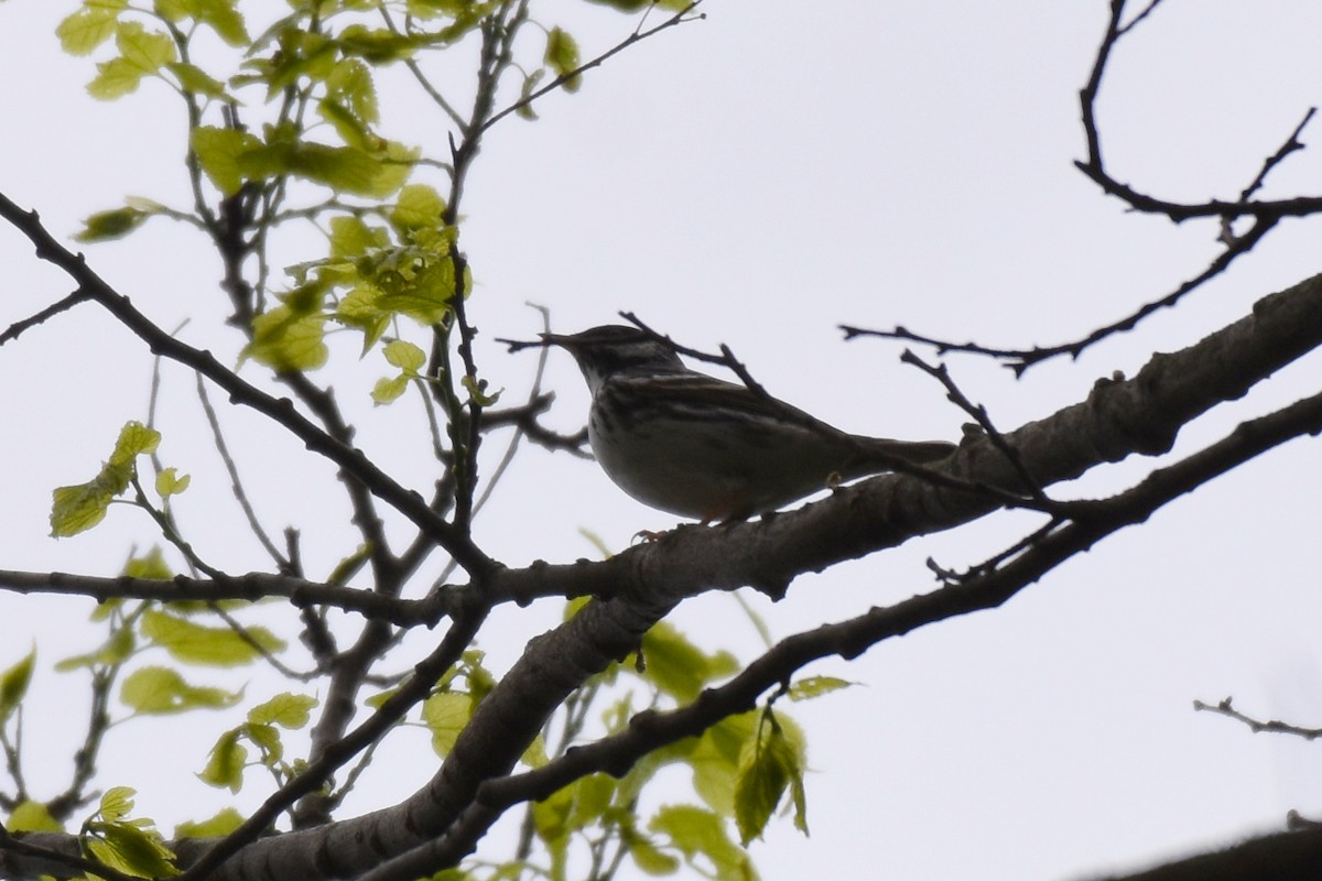 Paruline rayée - ML618358233