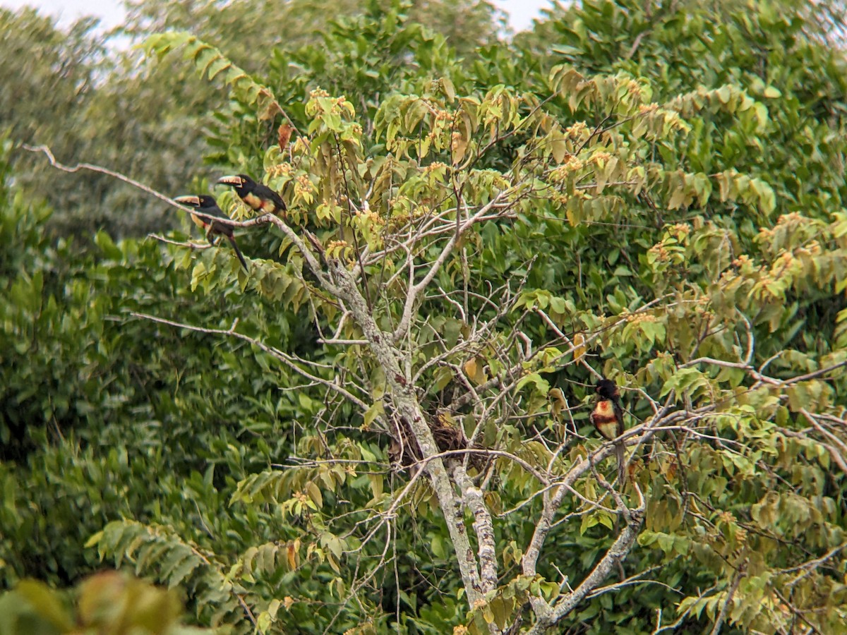 Collared Aracari - ML618358237