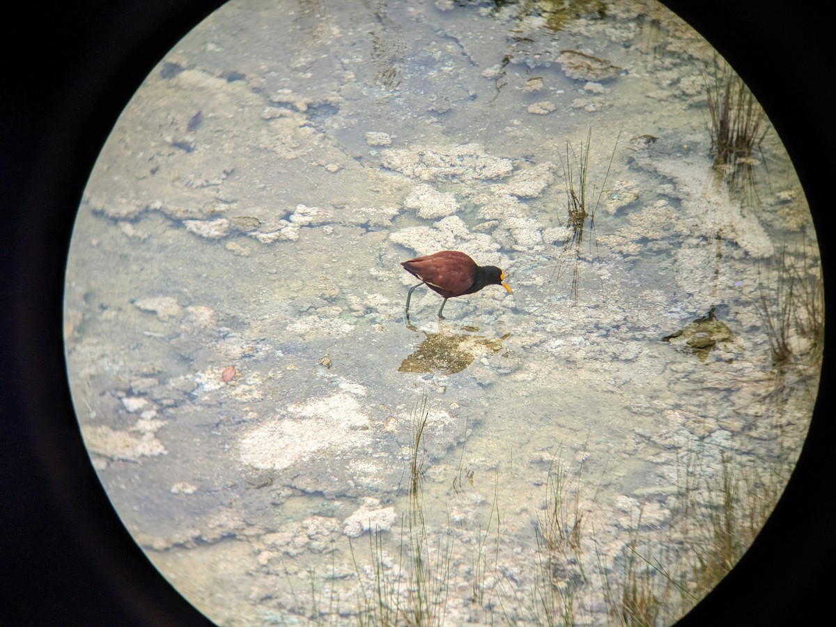 Northern Jacana - ML618358243