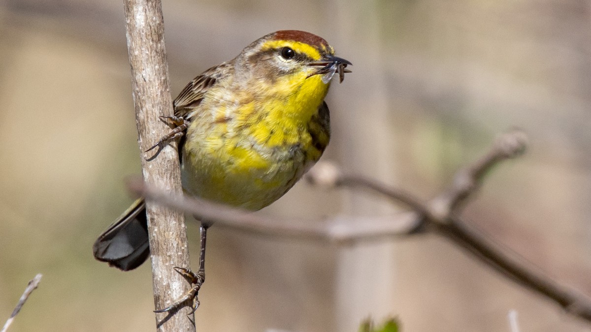 Palm Warbler - Robert & Susan Codd