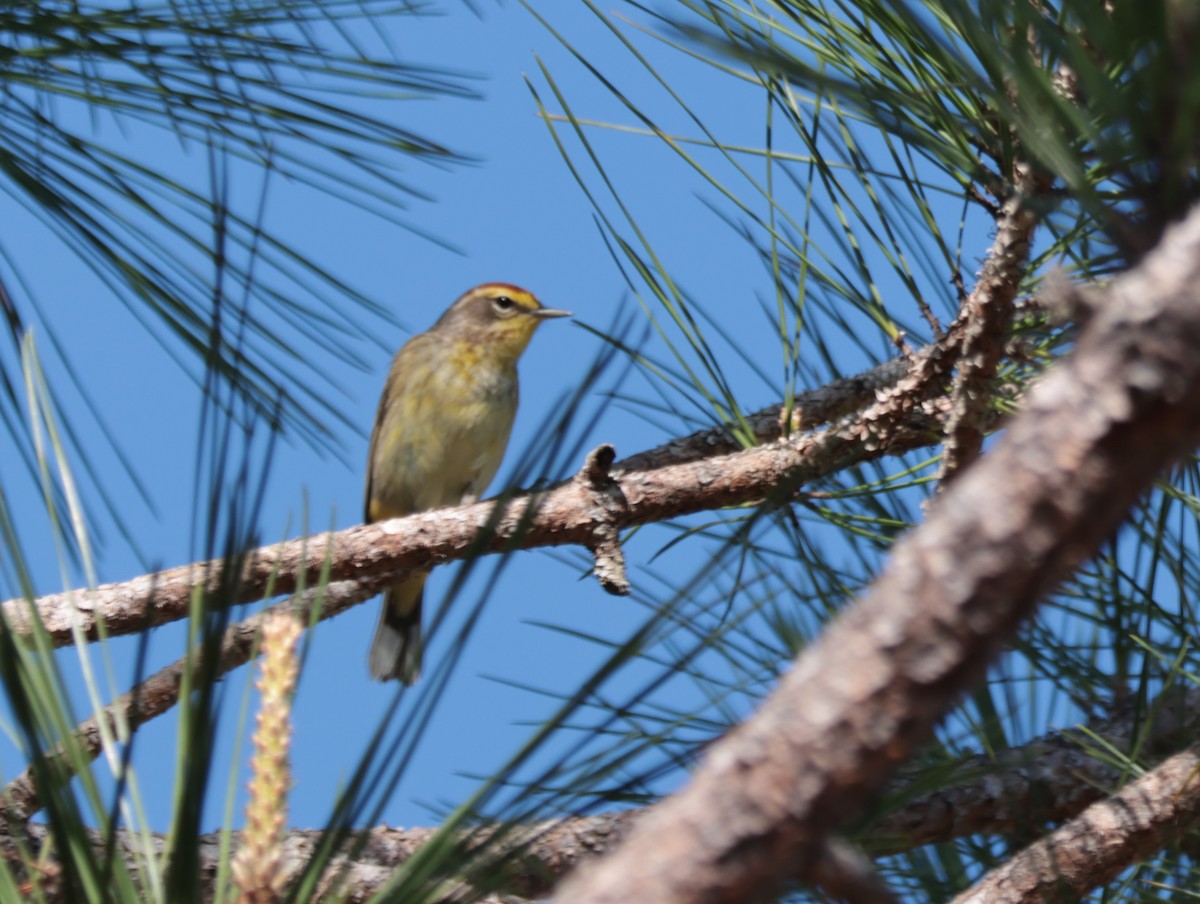 Palm Warbler - ML618358279