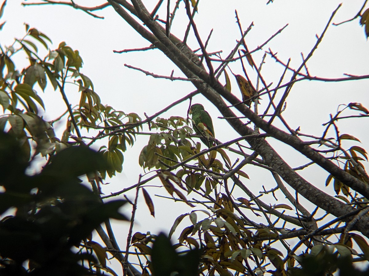 White-fronted Parrot - Reder Daughenbaugh