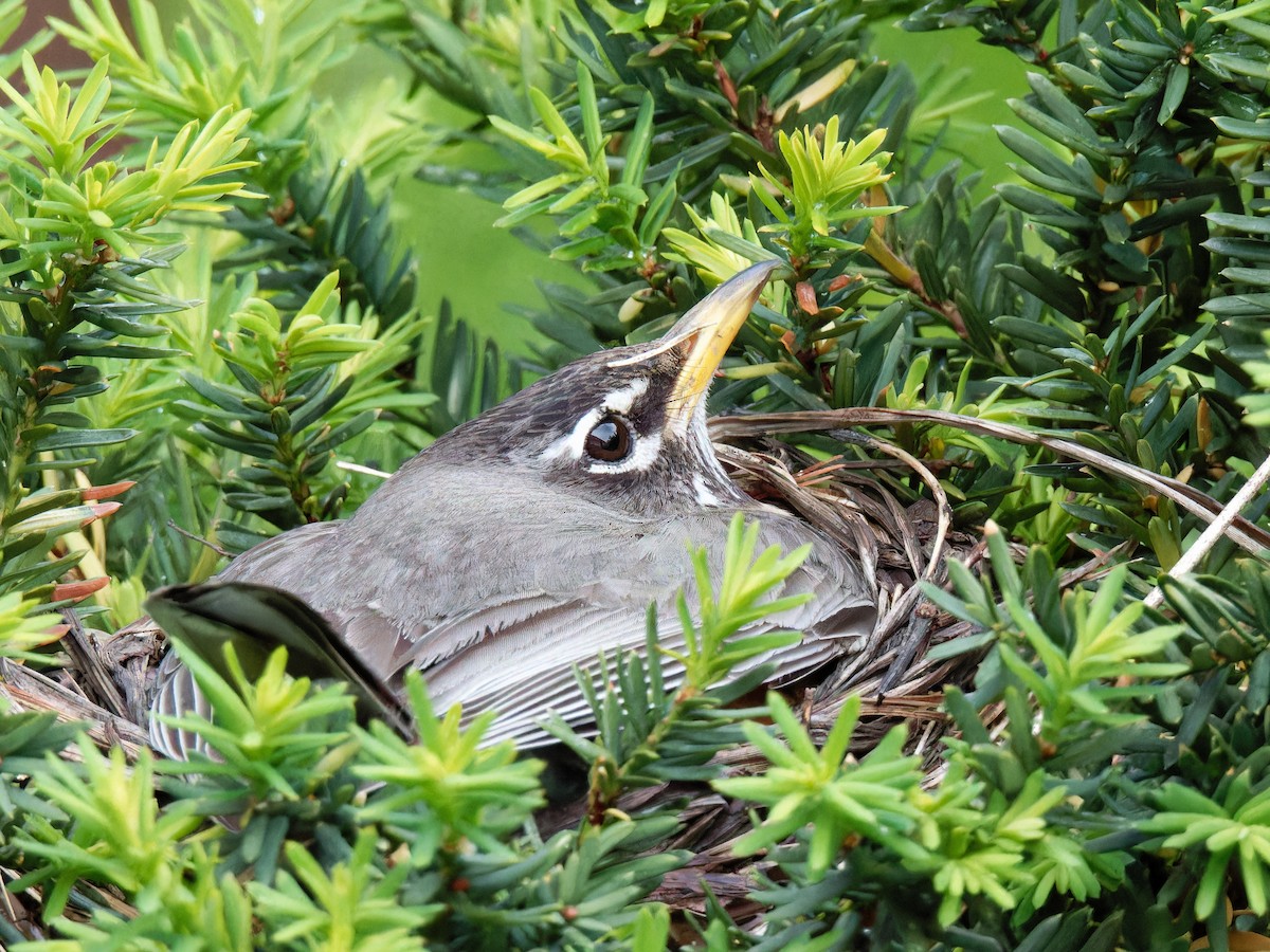 American Robin - Lauren Kovanko