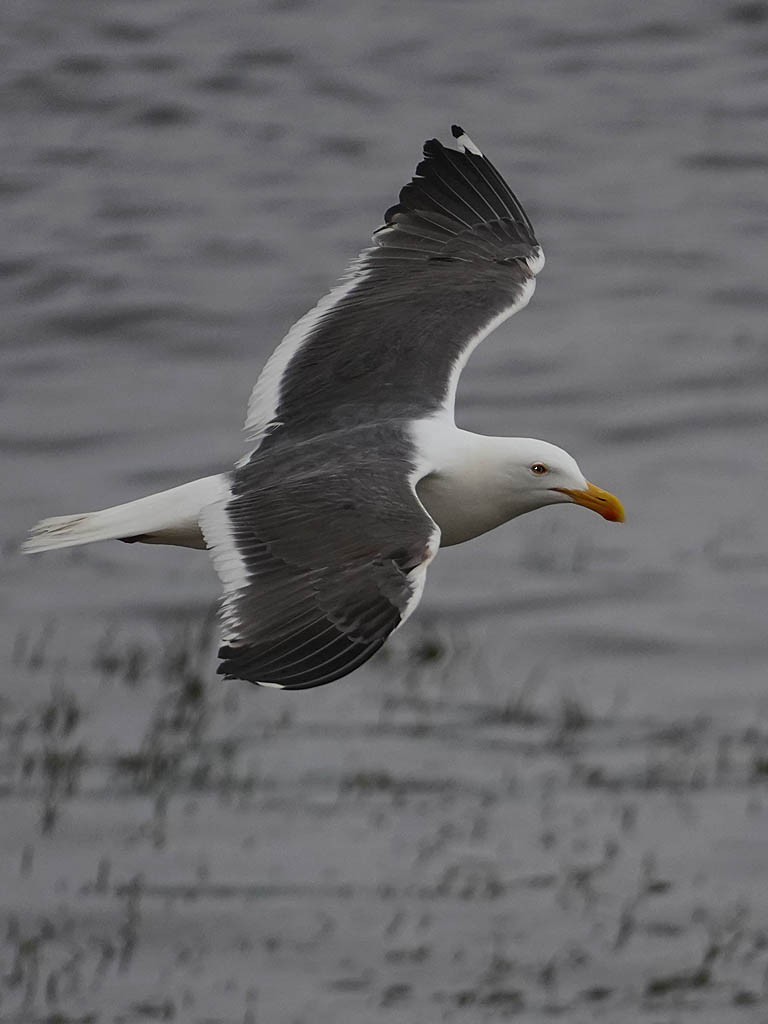 Western Gull - ML618358326