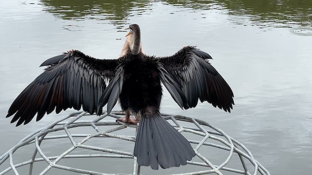 anhinga australská - ML618358329