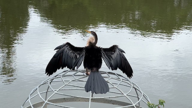 Anhinga Australiana - ML618358330