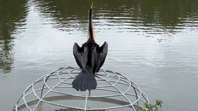 Anhinga d'Australie - ML618358337