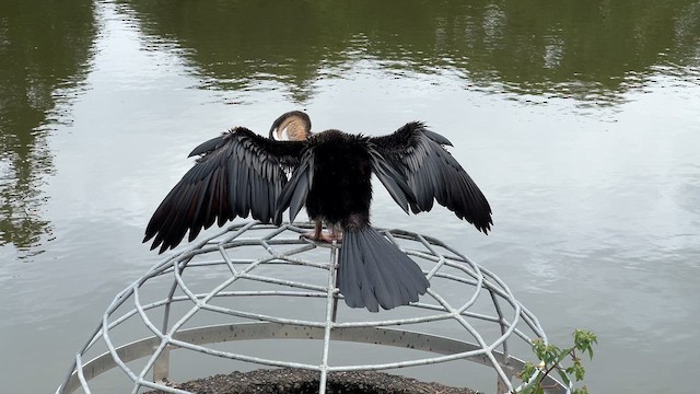 Anhinga d'Australie - ML618358338