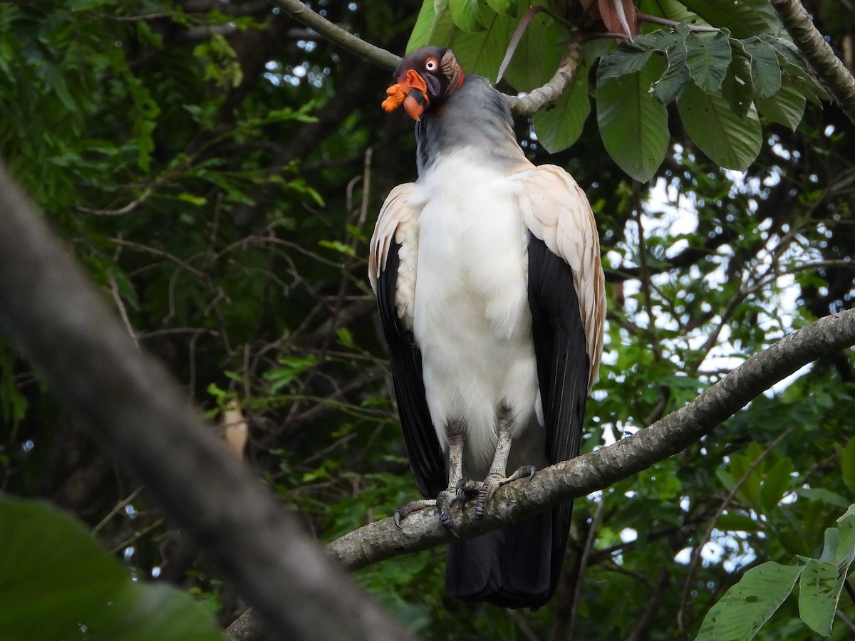 King Vulture - ML618358348