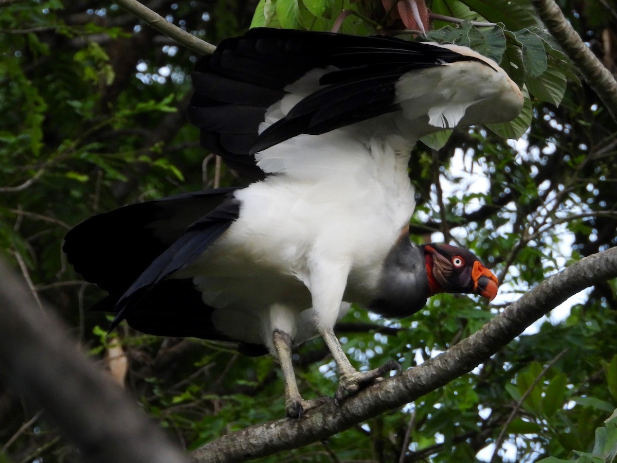 King Vulture - ML618358350