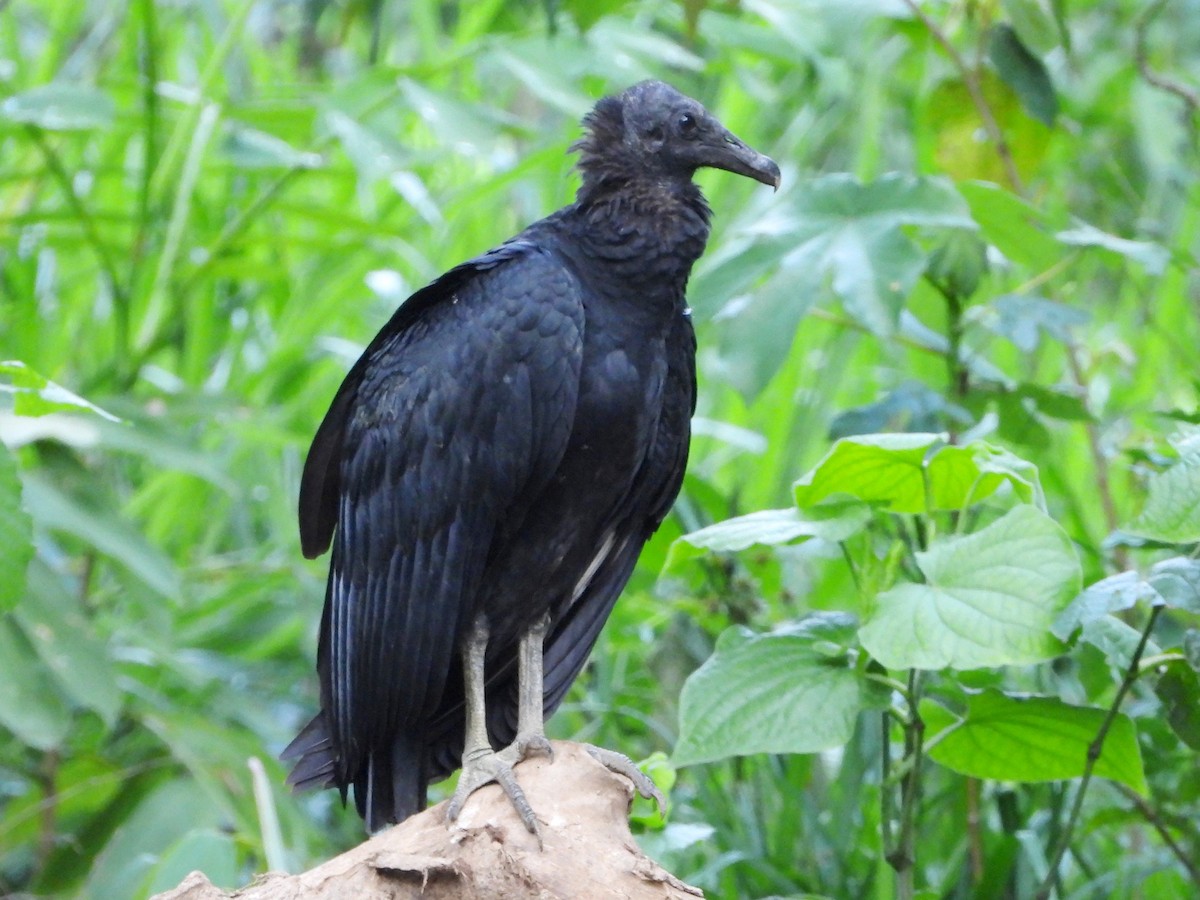 Black Vulture - Mary Leigh