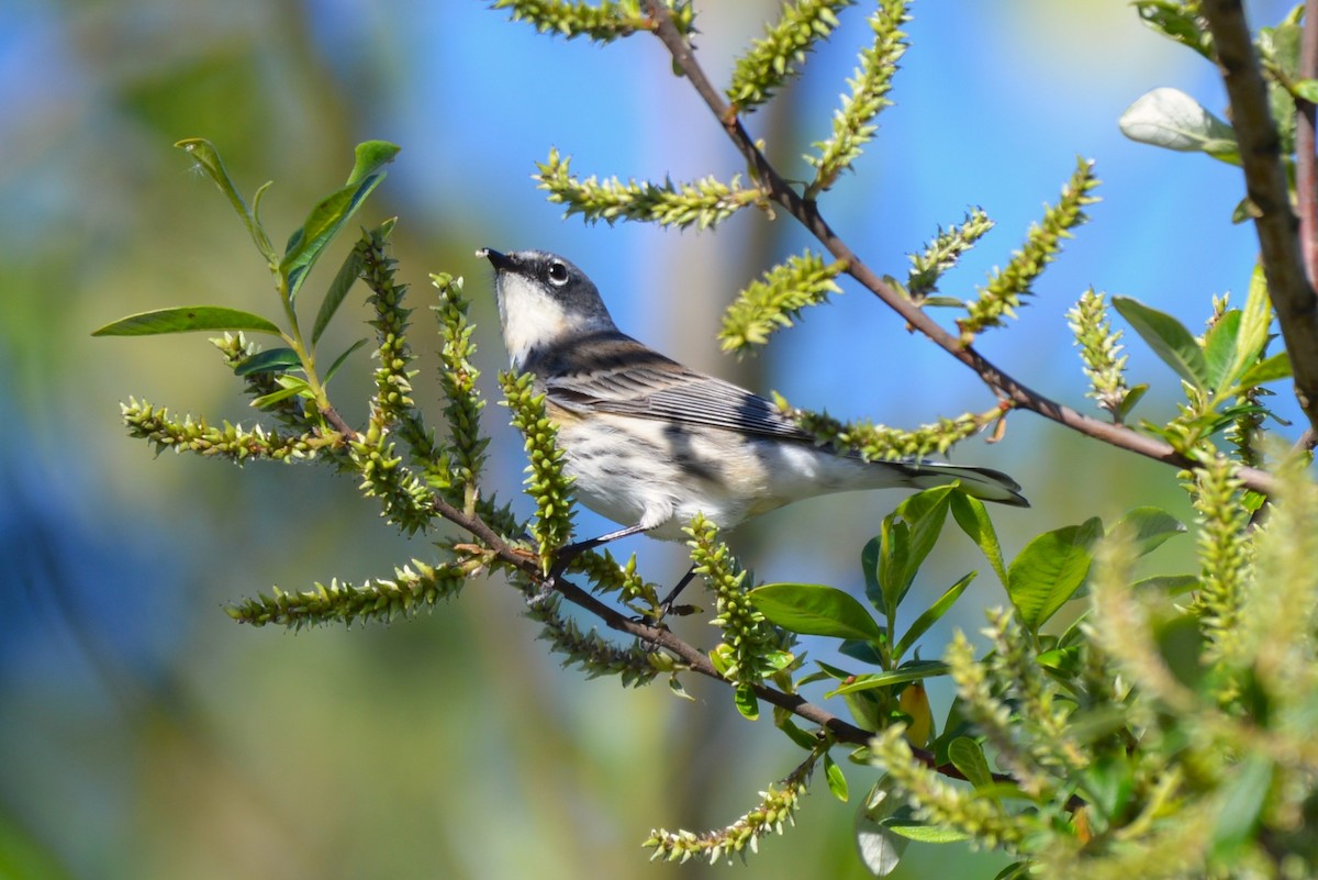 Kronenwaldsänger (coronata) - ML618358372