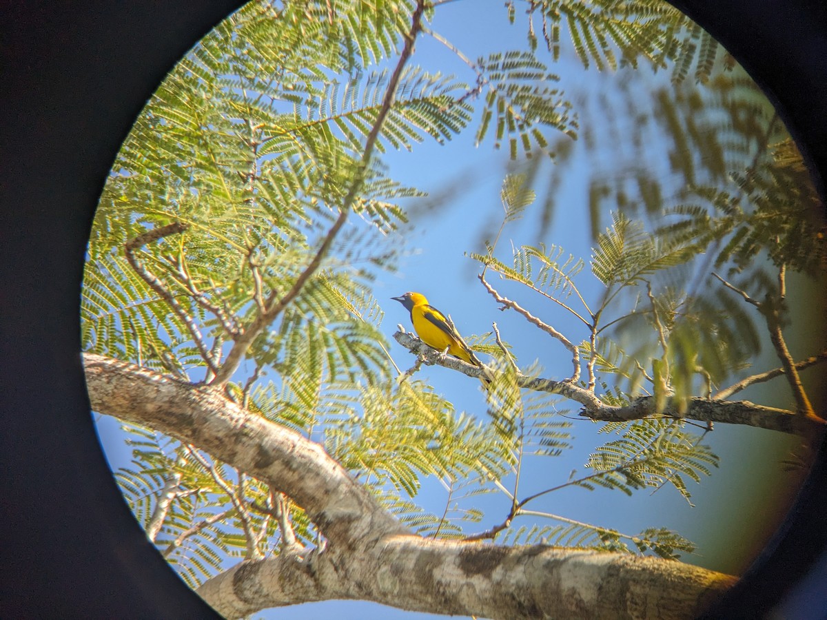 Yellow-tailed Oriole - Reder Daughenbaugh