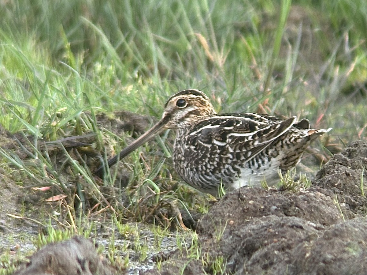 Wilson's Snipe - ML618358374