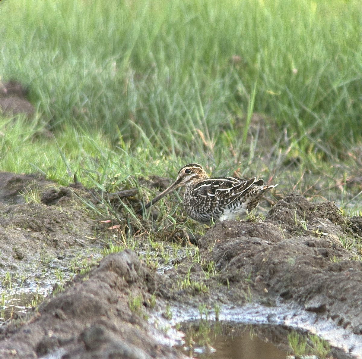 Wilson's Snipe - ML618358375