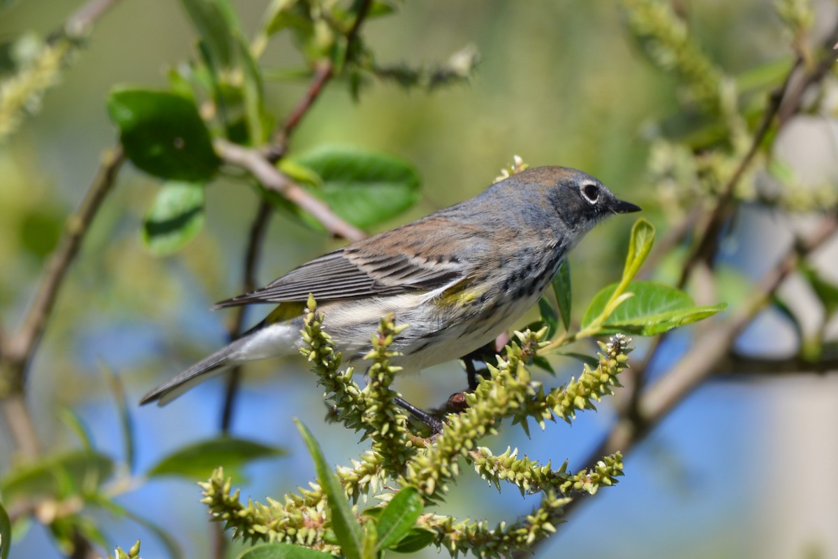 Kronenwaldsänger (coronata) - ML618358376