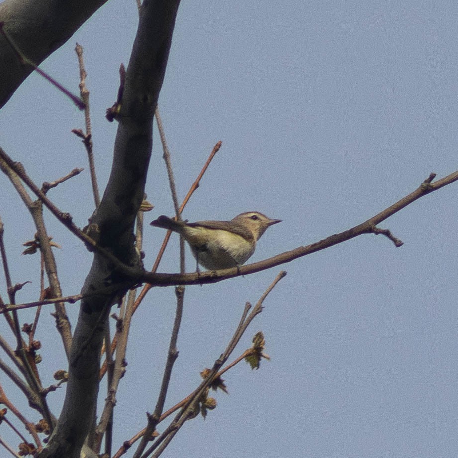 Warbling Vireo - ML618358394