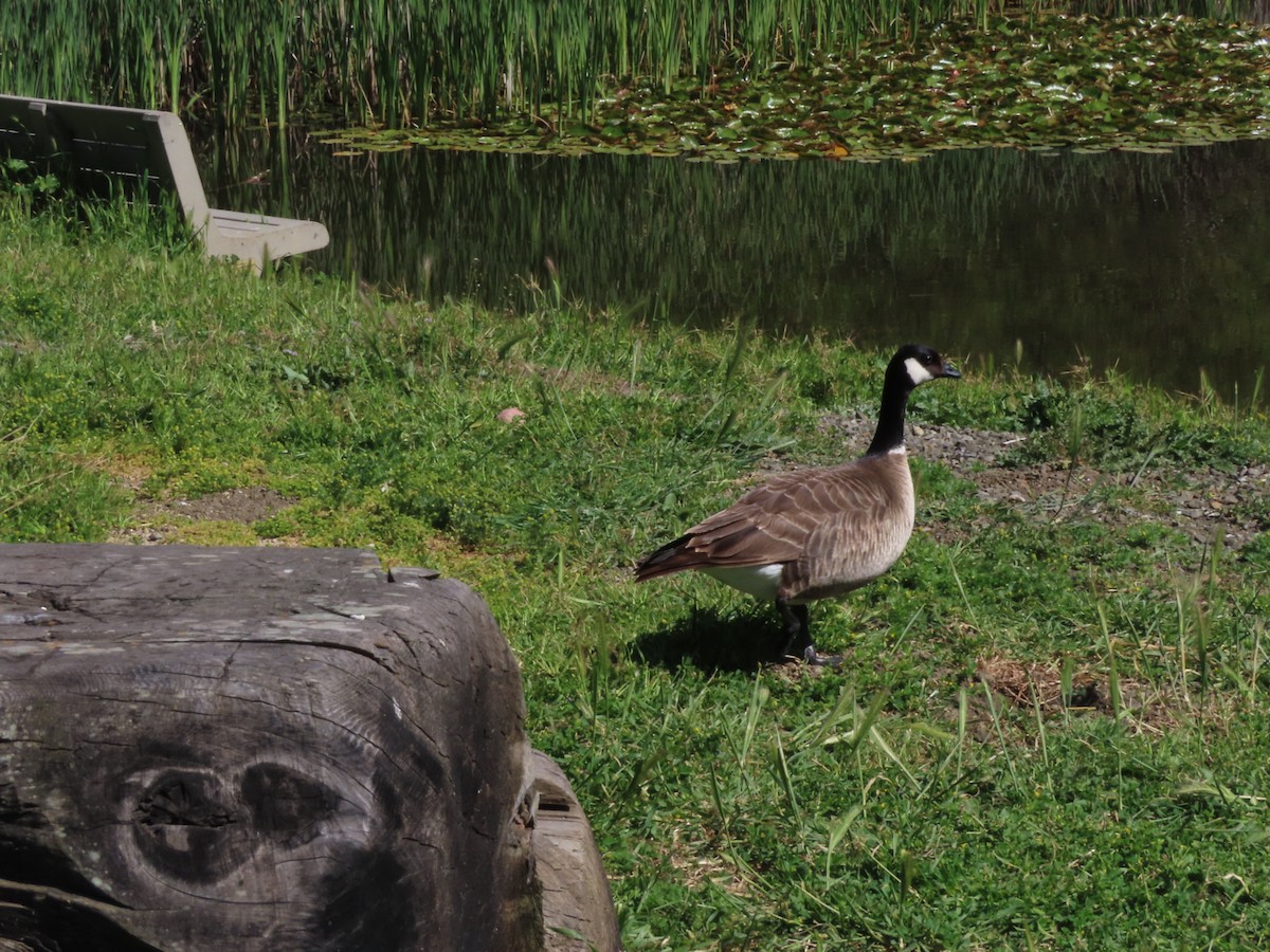 Barnacla Canadiense Chica (leucopareia) - ML618358413