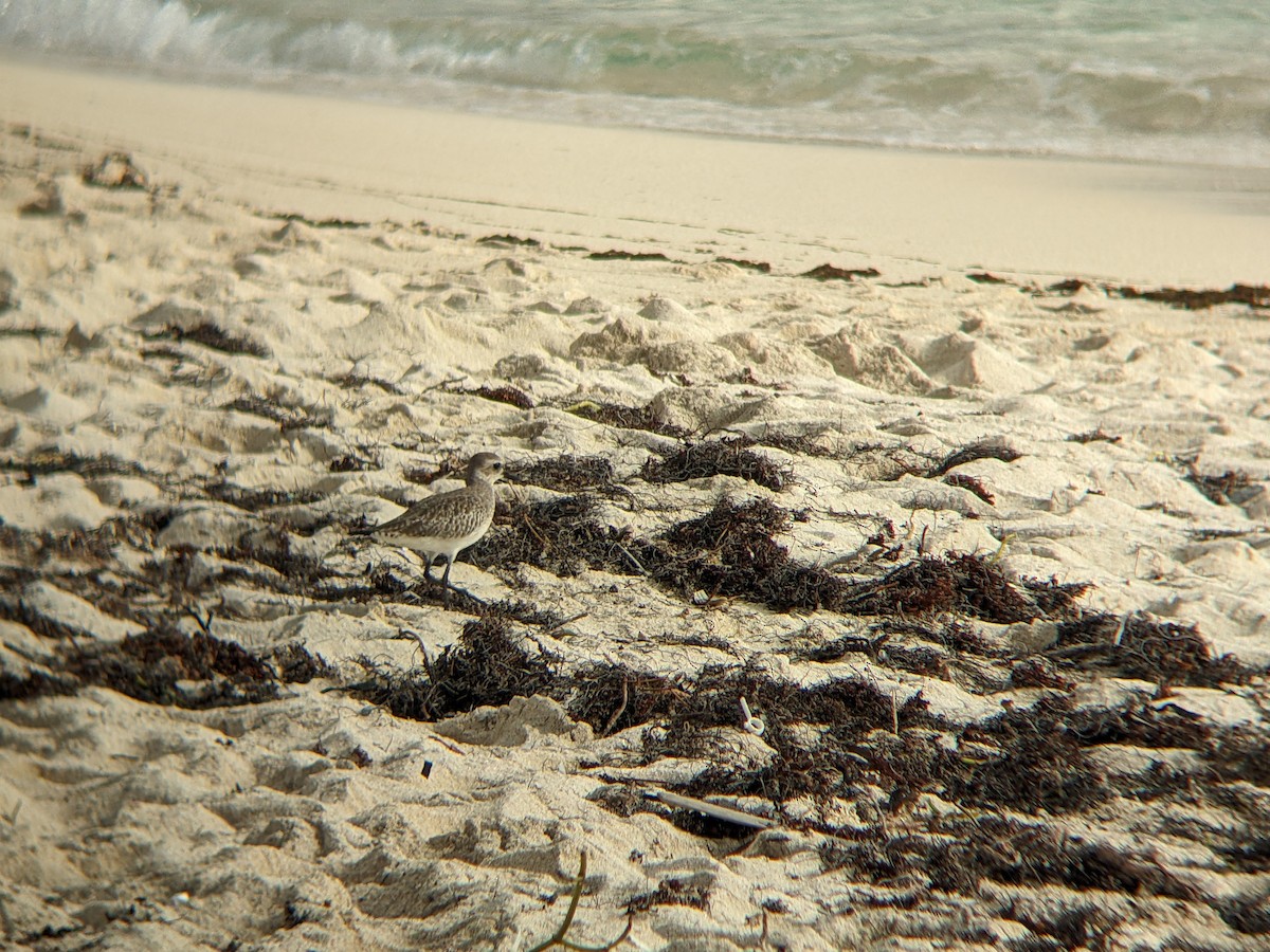 Black-bellied Plover - ML618358414