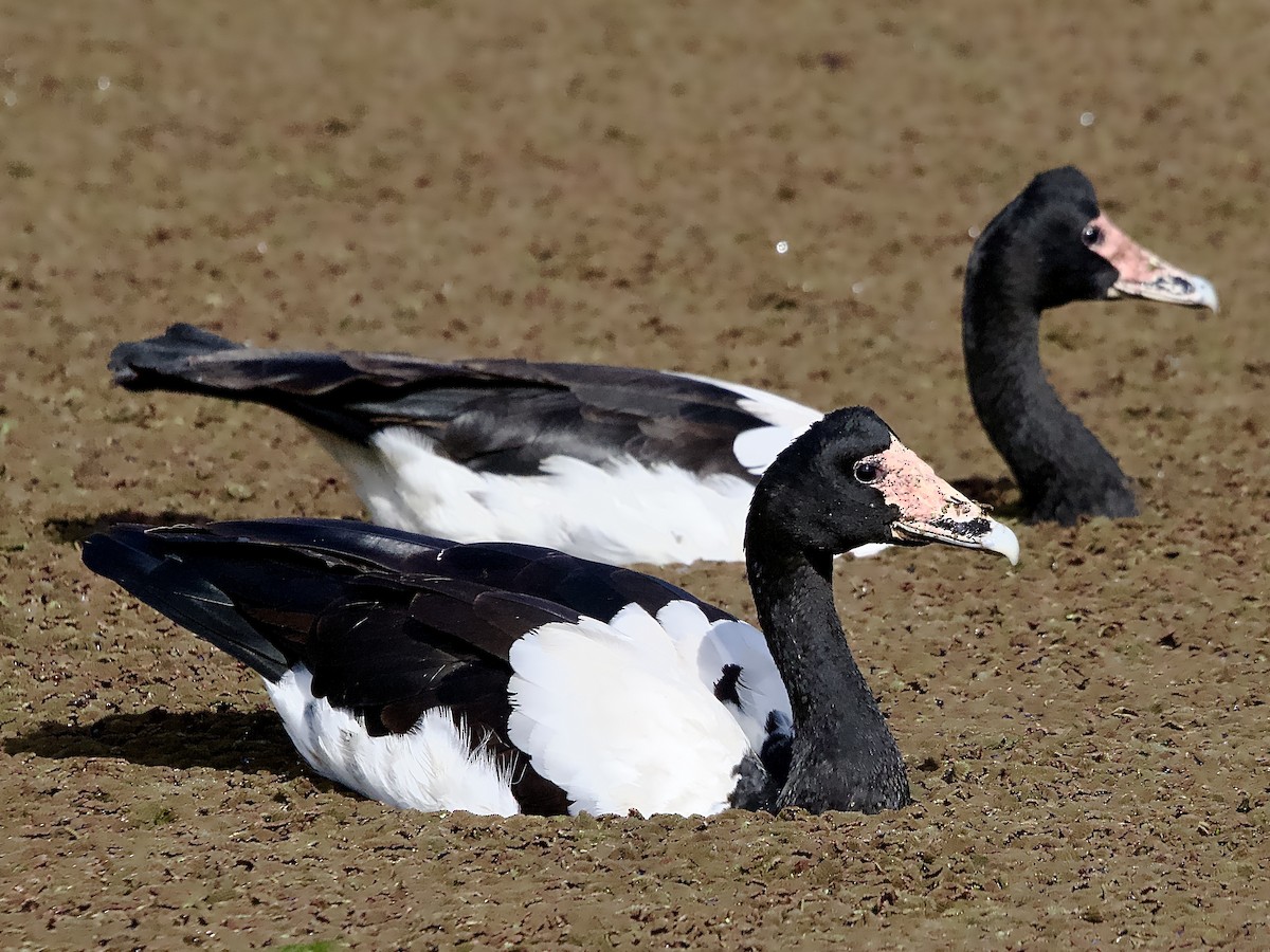 Magpie Goose - Allan Johns