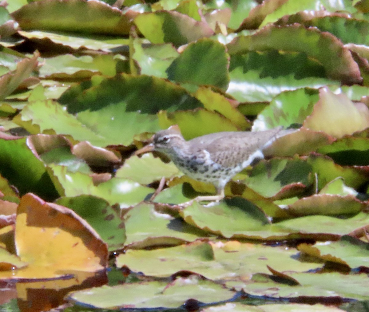 Spotted Sandpiper - ML618358426