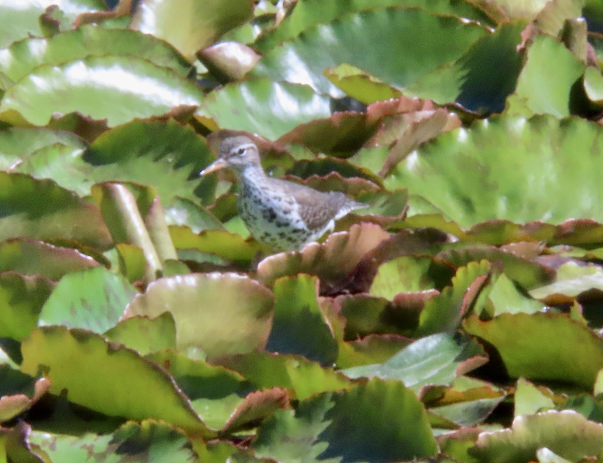 Spotted Sandpiper - ML618358429