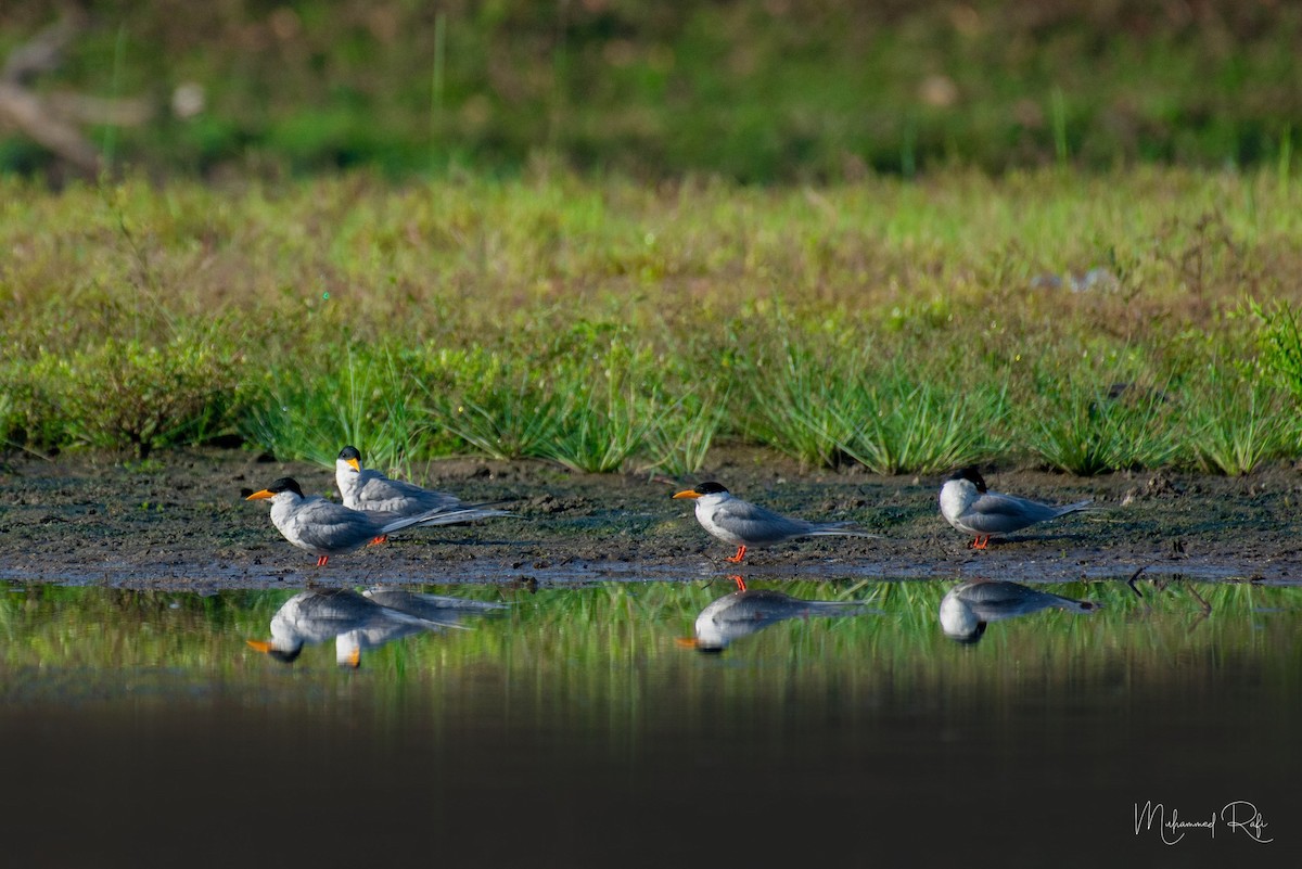 River Tern - ML618358435