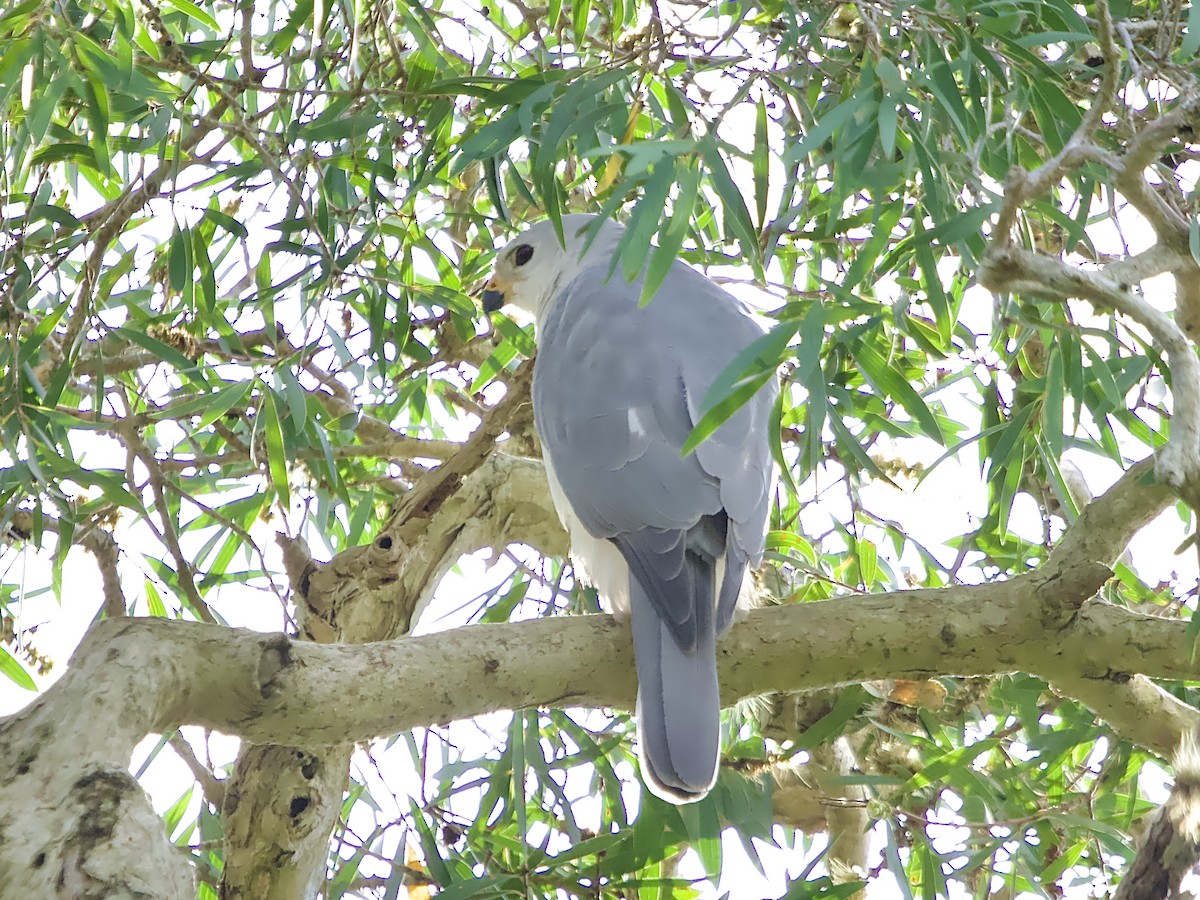 Gray Goshawk - ML618358439