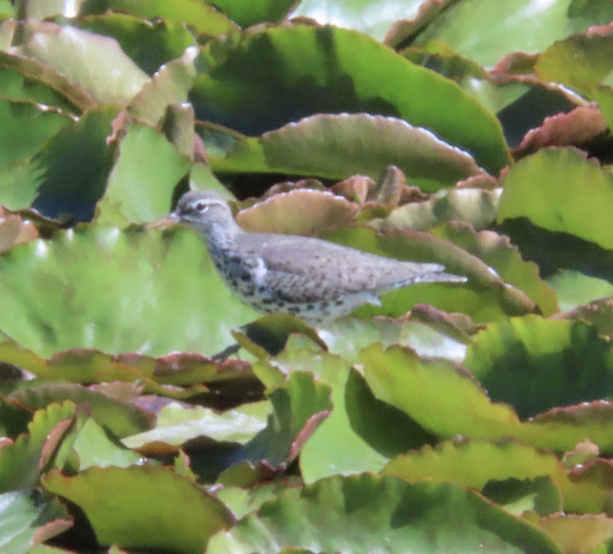 Spotted Sandpiper - George Chrisman