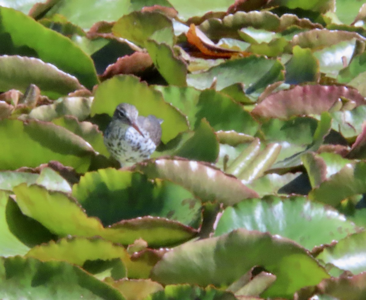 Spotted Sandpiper - George Chrisman