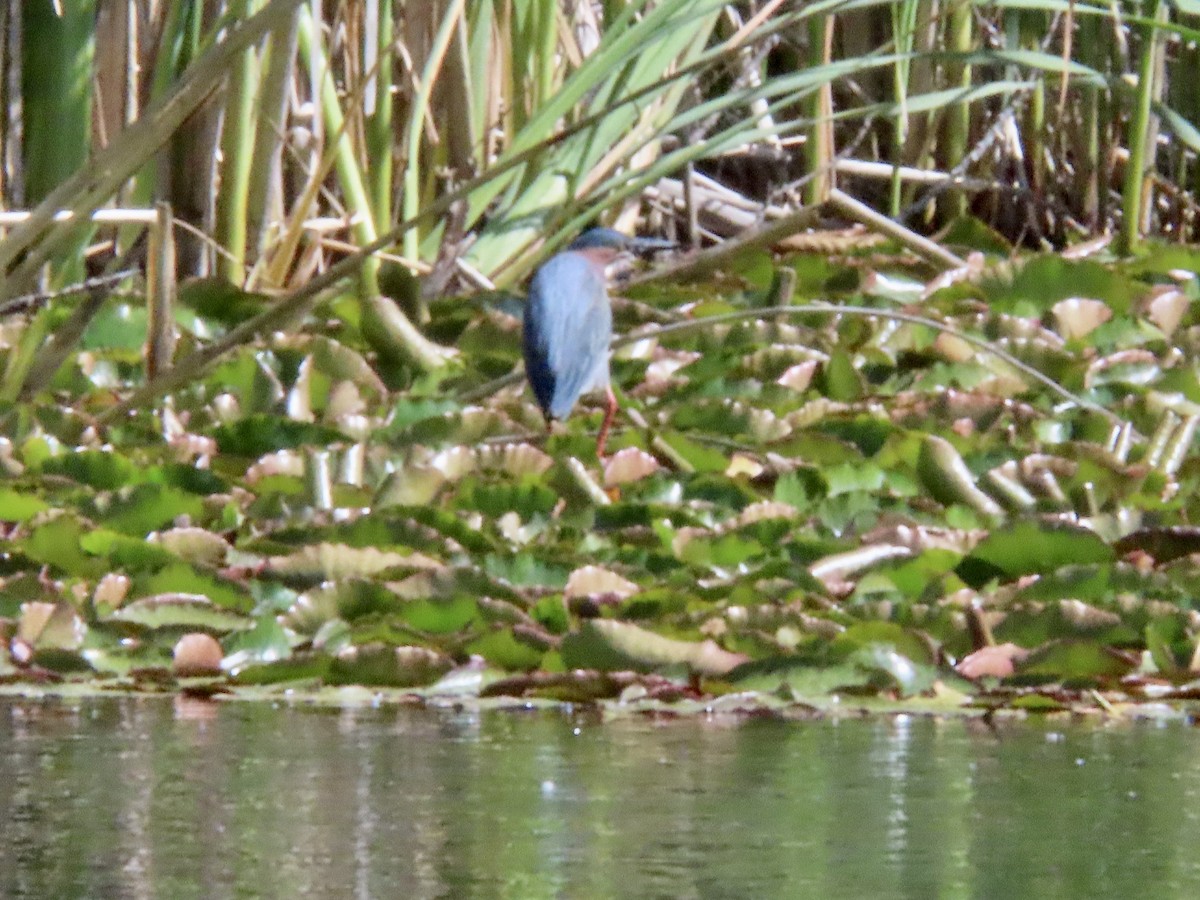 Green Heron - ML618358463