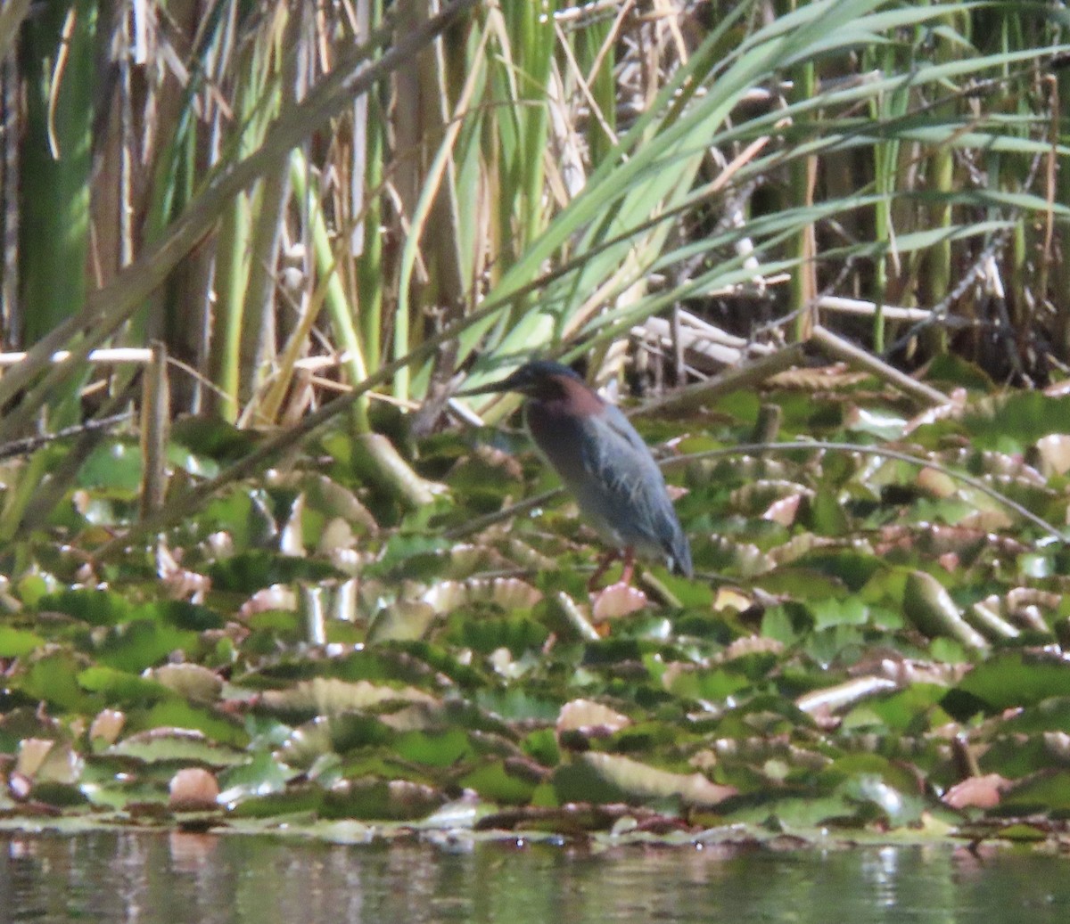 Green Heron - ML618358464