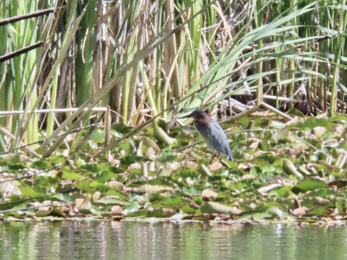 Green Heron - George Chrisman