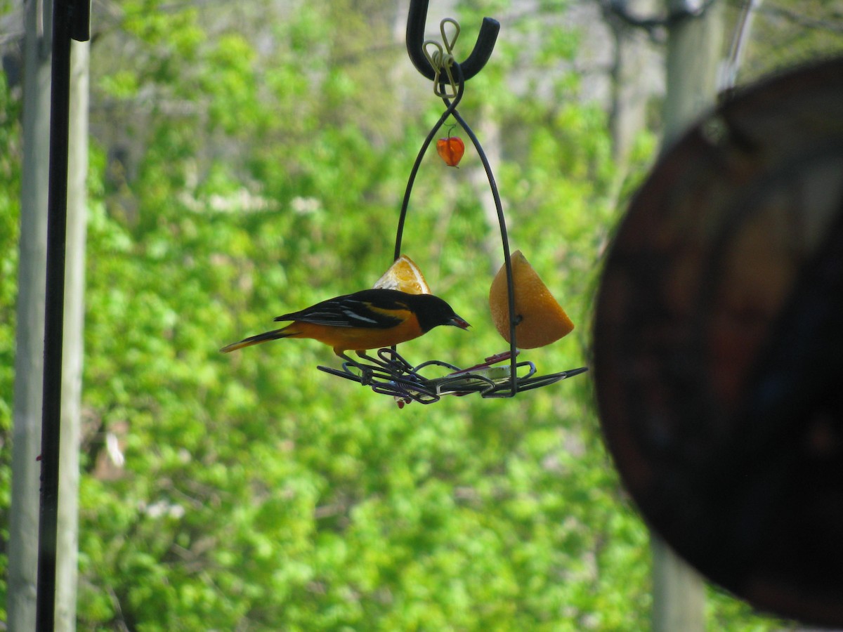 Baltimore Oriole - Steve Proud