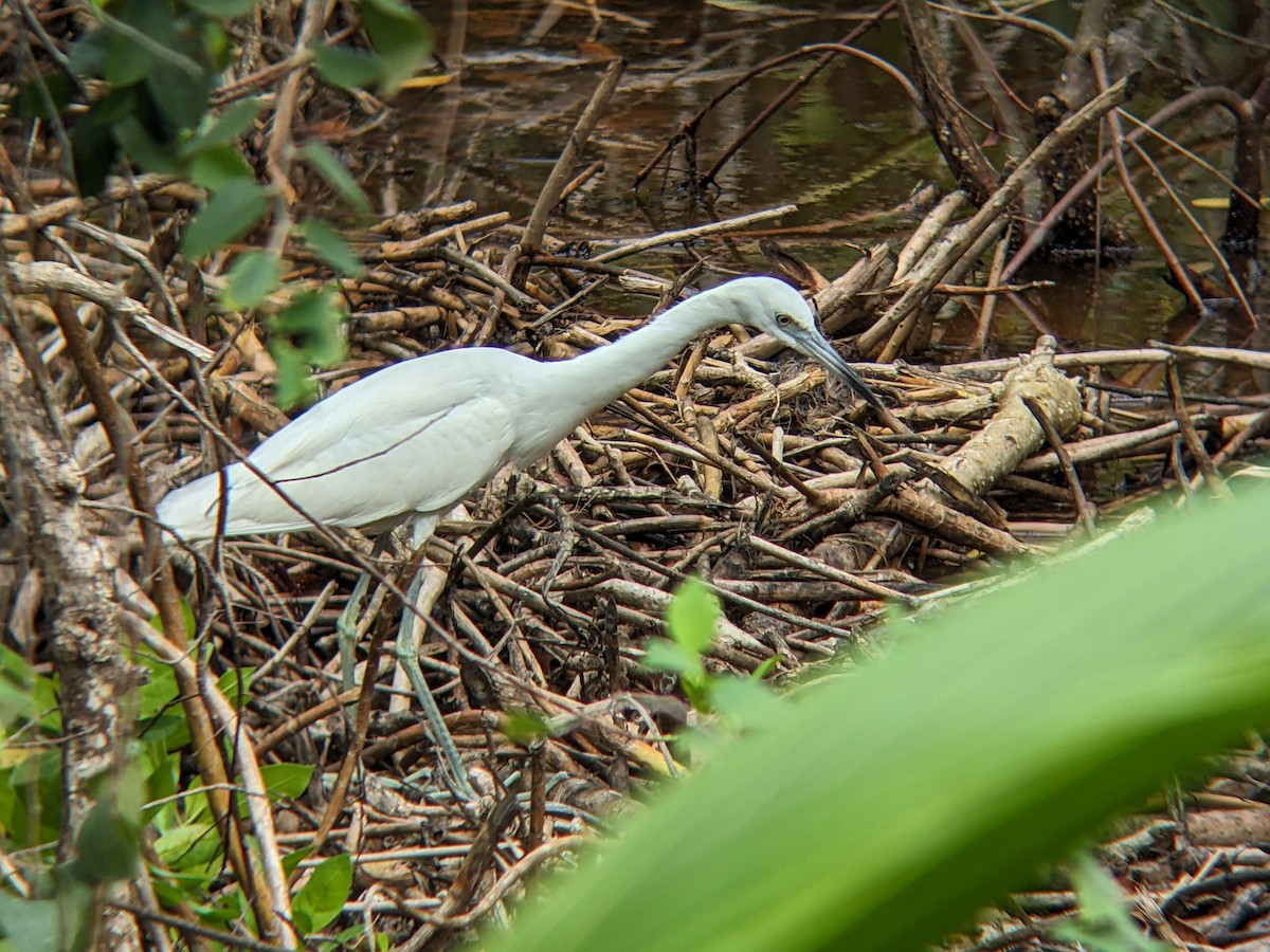 Little Blue Heron - ML618358471