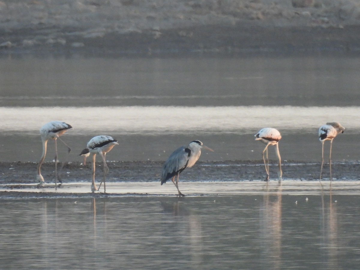 Greater Flamingo - Ramesh Desai